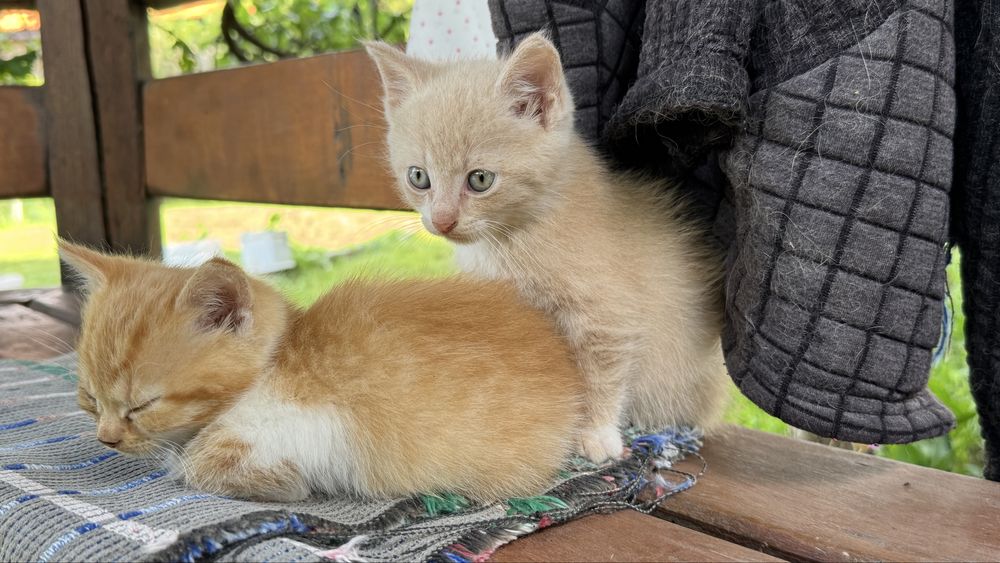 Две малки котета - подаряват се !