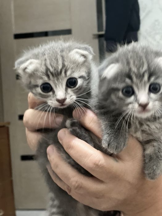 Шотландская вислоухая кошка