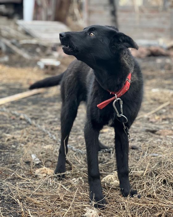 Пес в хорошие руки