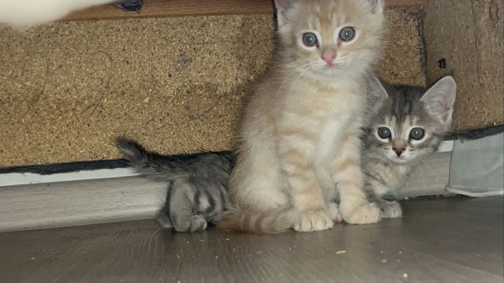 котенок бесплатно
