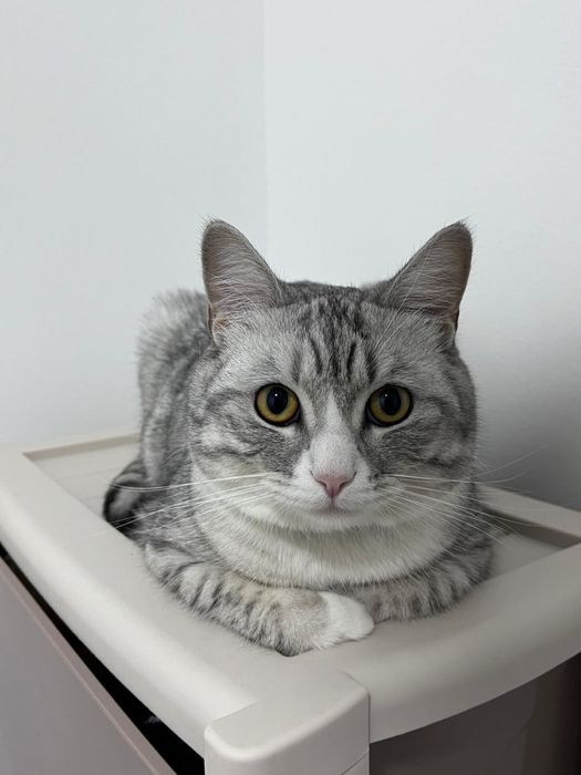 Отдам кота в хорошие руки