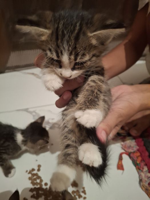 Котята срочно домашние