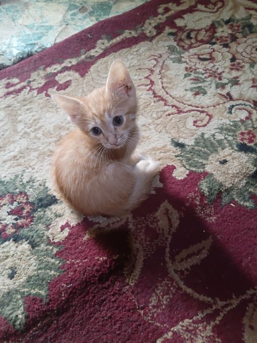 Котята бесплатно.
