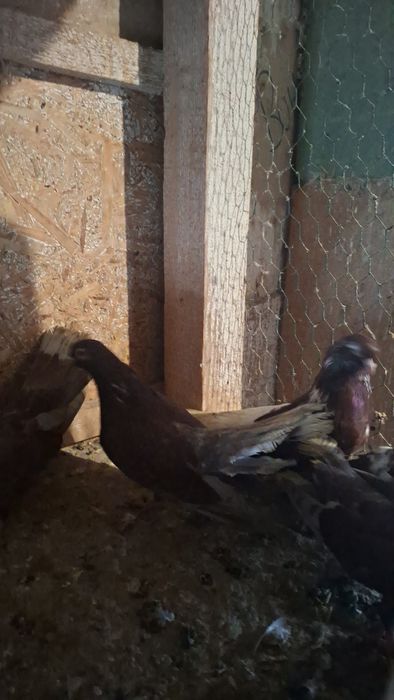 Porumbei 40 de lei bucata!