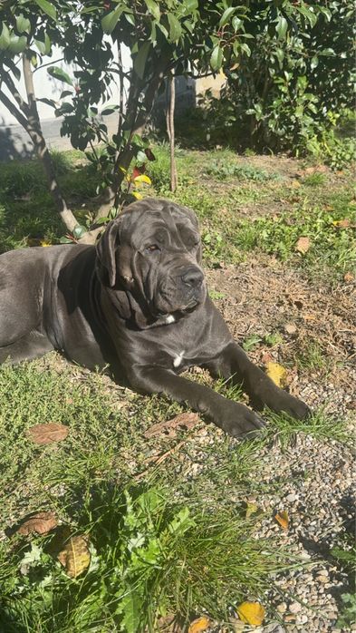 Pui Cane Corso