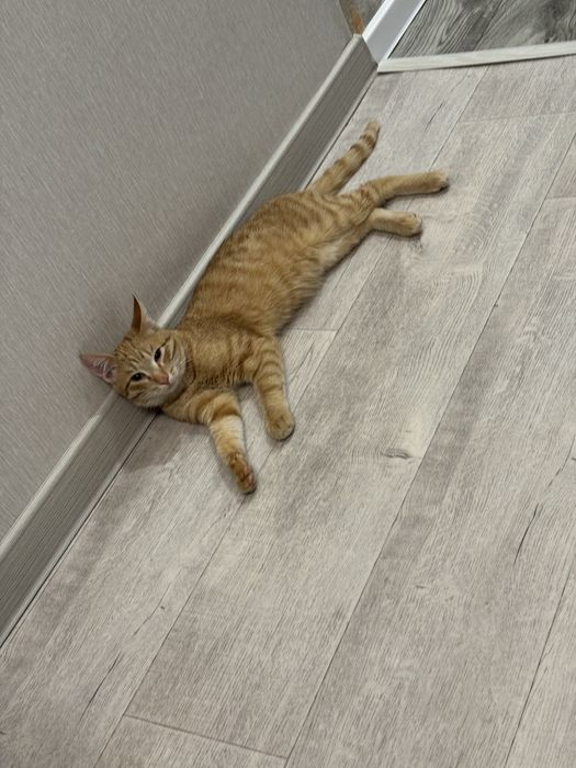 Молодой котик в добрые  руки ( кастрирован )