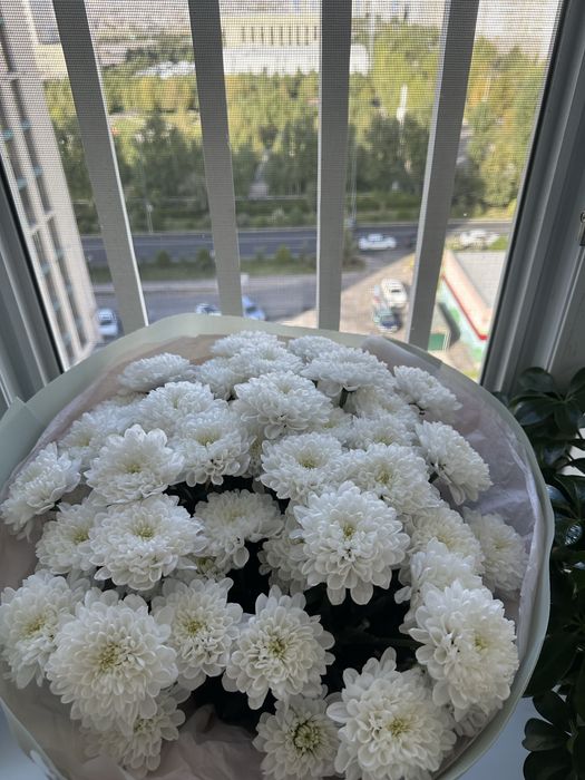 Белые хризантемы