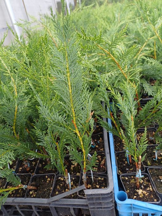 Leylandii pentru gard viu