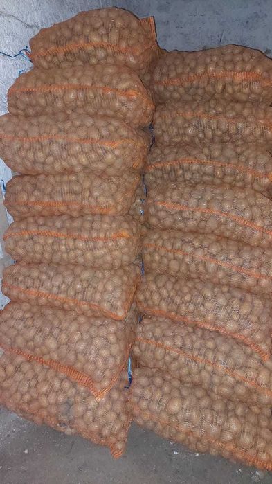 Cartof sāmānțā roşu şi alb timpuriu