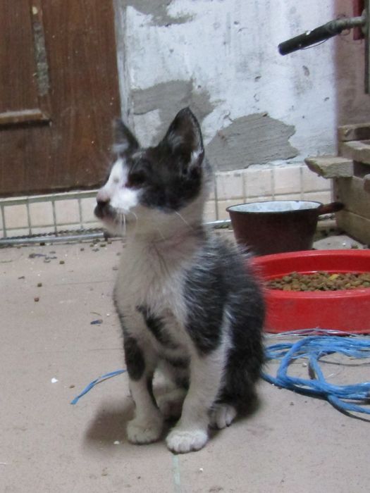 Adopție pisicuțe