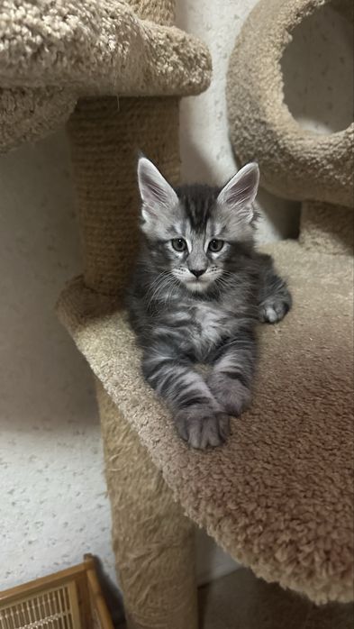 Мейн-Кунчики,продажа!питомник котяток