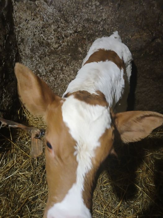 Vând vițea balțată