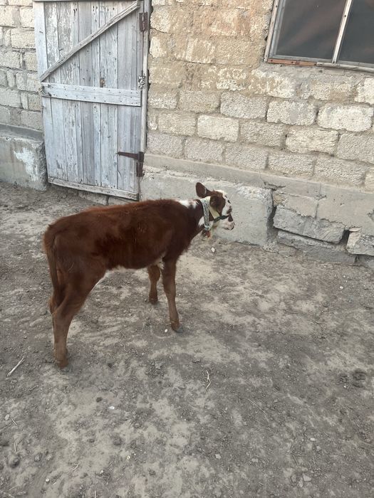 Сиыр бұзауы мен сатылады