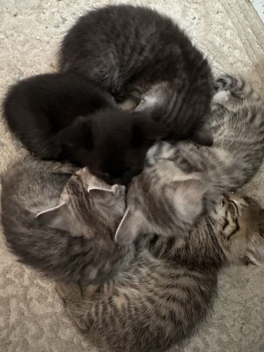 Продам британских котят