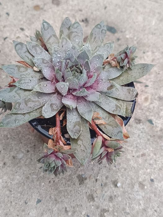 Cactuși, suculente și suculente de exterior
