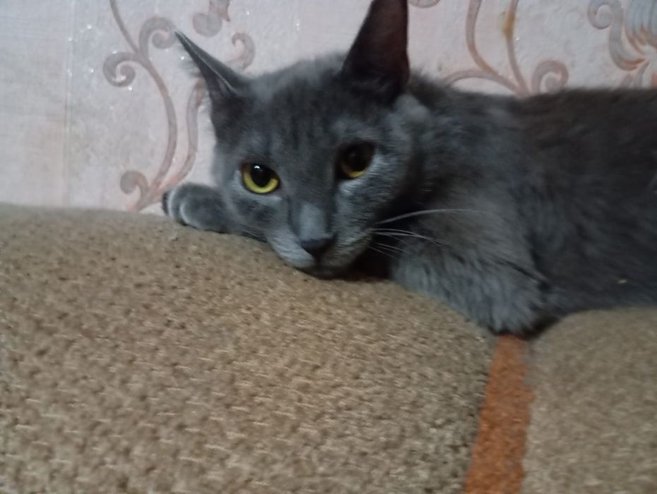 Отдам в хорошие и добрые руки