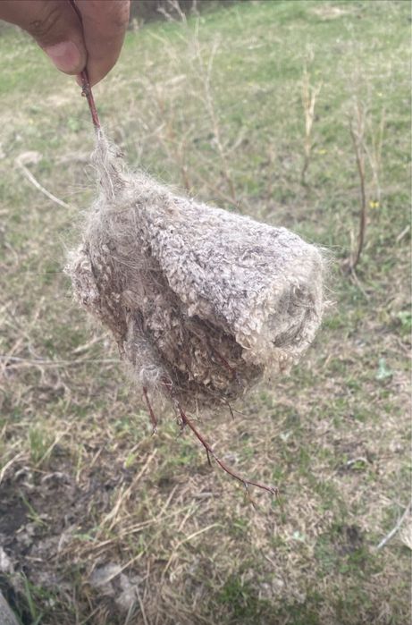 Құрқылтайдың ұясы ,гнездо Ремез