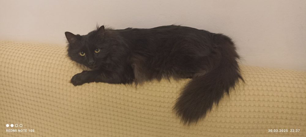 Котешка тоалетна и фонтан.