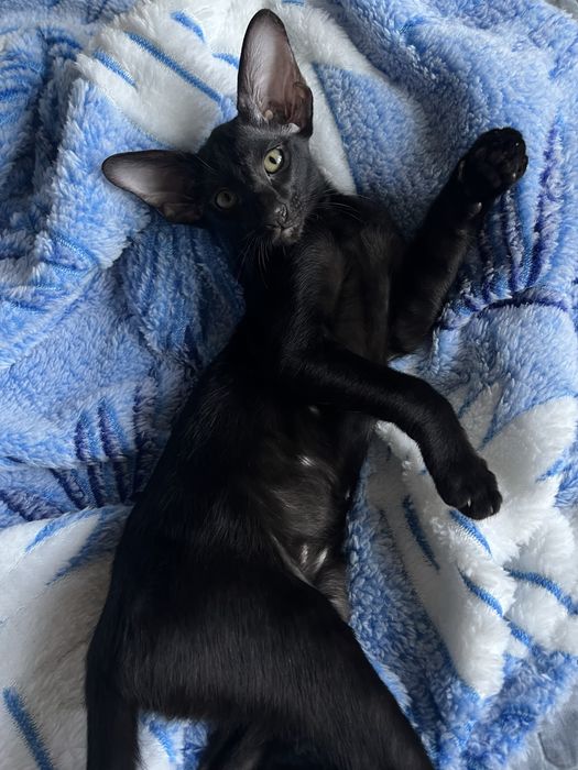 Ориентальные котята