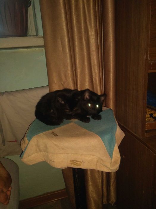 Отдам котят бесплатно