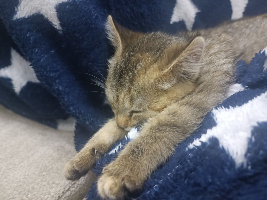 Котенок, маленькая девочка