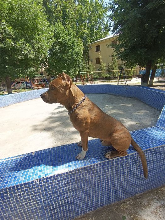 Вязка питбультерьера (Sotilmaydi/Не продаётся)