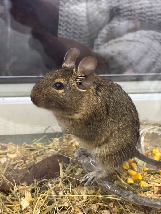 Продам белок- Дегу