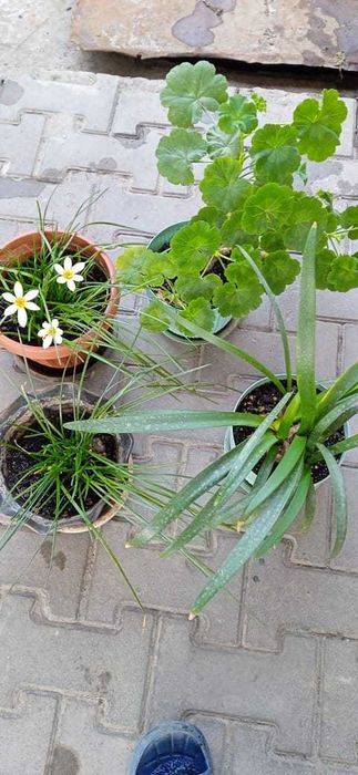 Растения Цветы комнатные