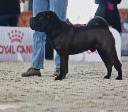 Продажа щенков шарпей