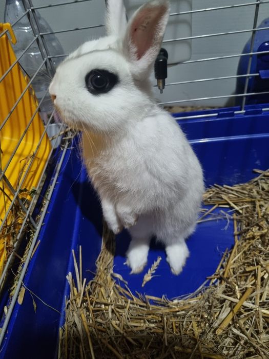 Iepure hotot pitic