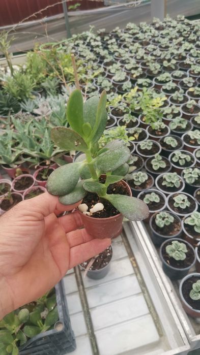 Plante pentru marturii