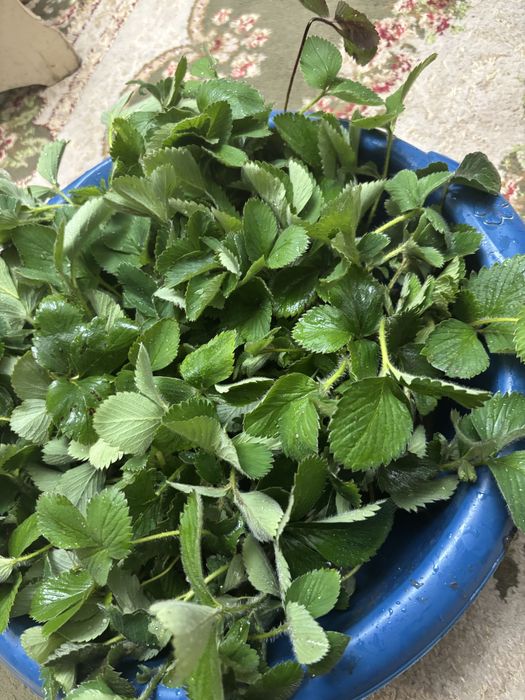 Отростки клубника сорт Альбион