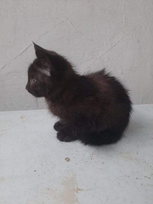 Отдам котят бесплатно