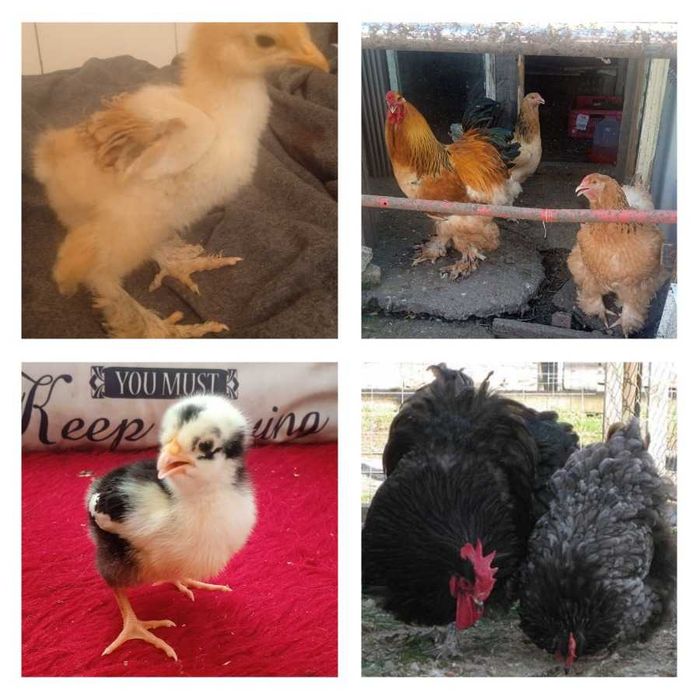 Пиленца Брама и Орпингтон