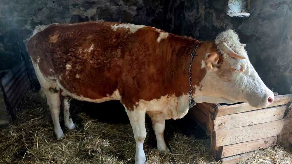 Vaca gestantă în 8 luni