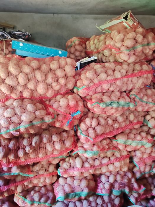 Vand cartofi consum sí samanta