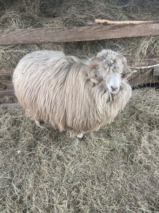 Vand berbec pentru detali sunati la numarul de telefon