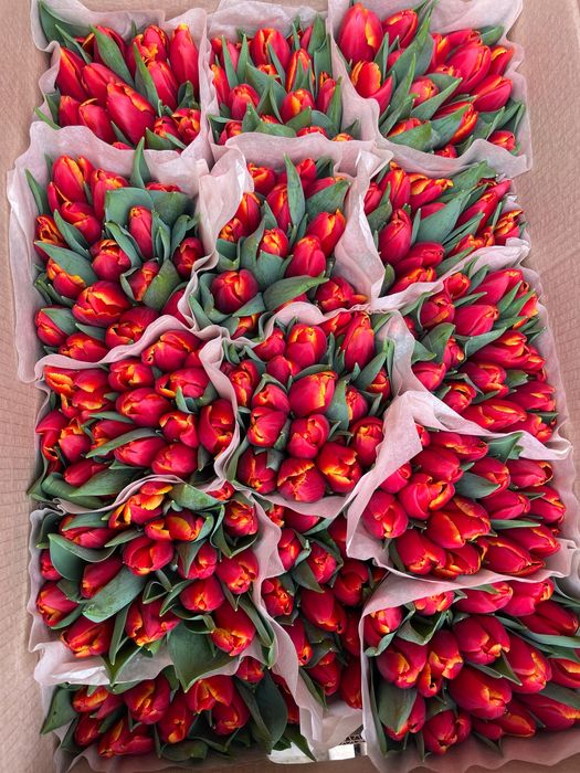 Тюльпаны Беларусь