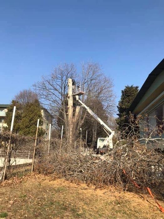 Рязане на високи опасни дървета
