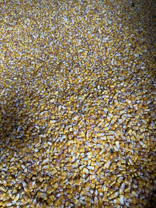 Vand Porumb - graunte de buna calitate