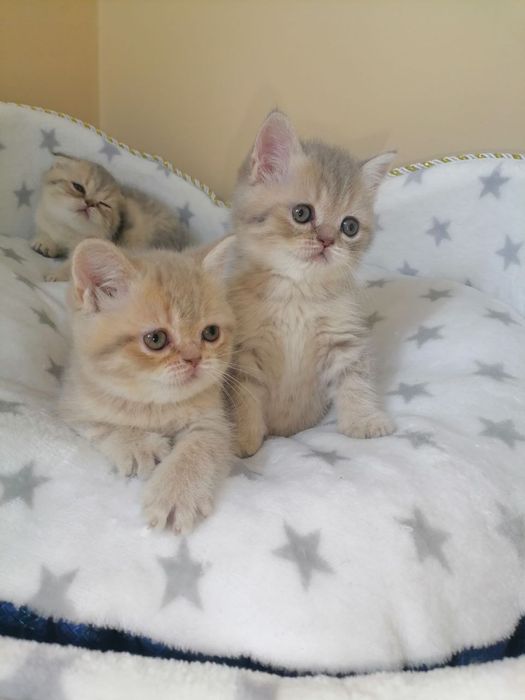 Скотиш фолд страйты