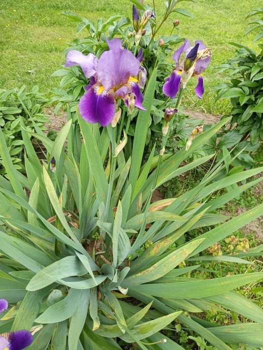 Продавам грудки от перуника /ириси/