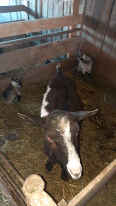 Vand capre cu cate 2 iezi