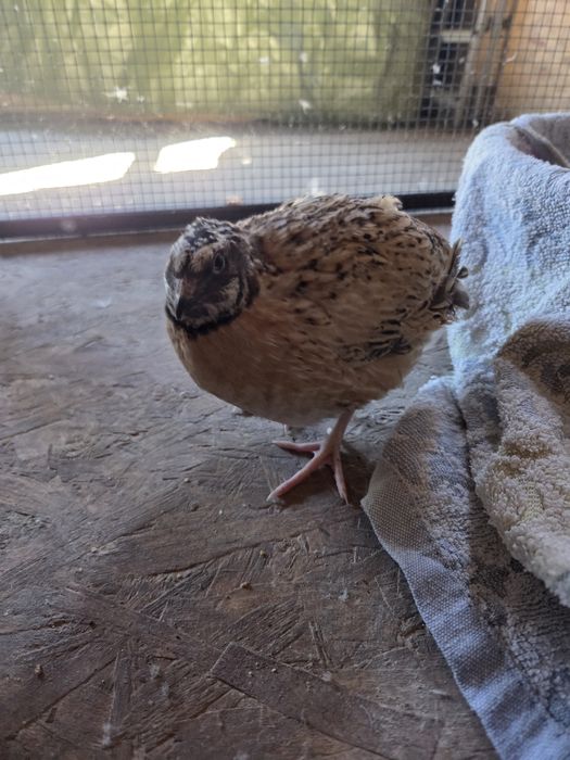 Prepelite de toate vârstele