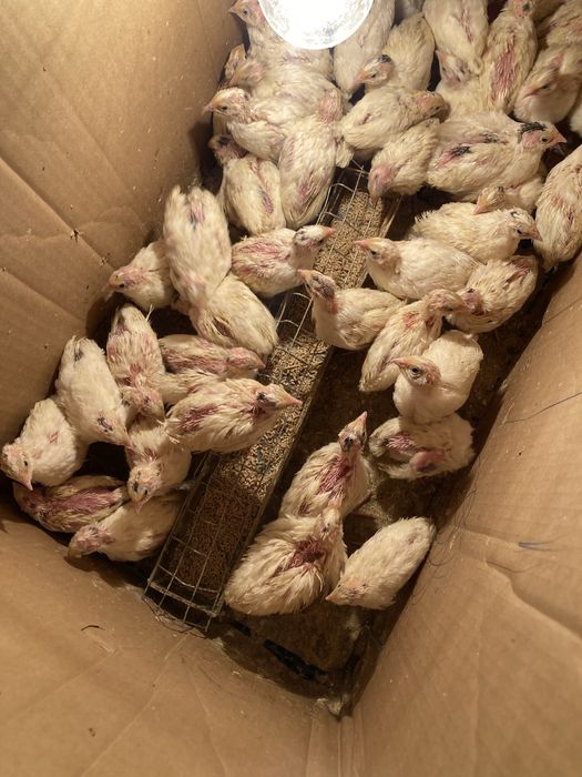 На заказ Суточный перепелка, zakazga joja bedana 1kunlik