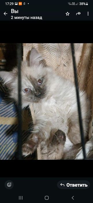 Отдам котят,девочки.