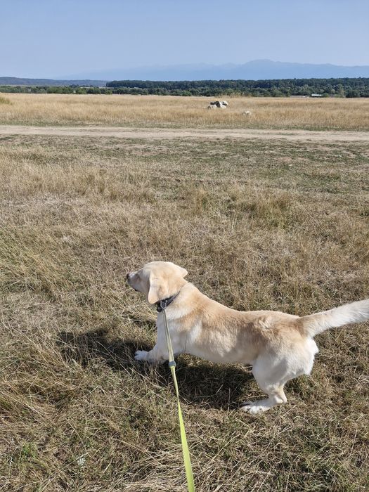Donez caine rasa Labrador