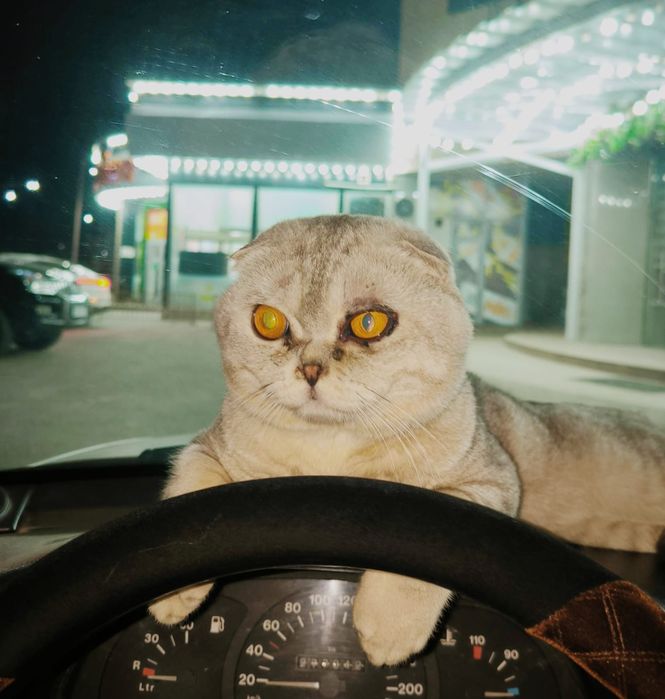 шотландская (вислоухая)