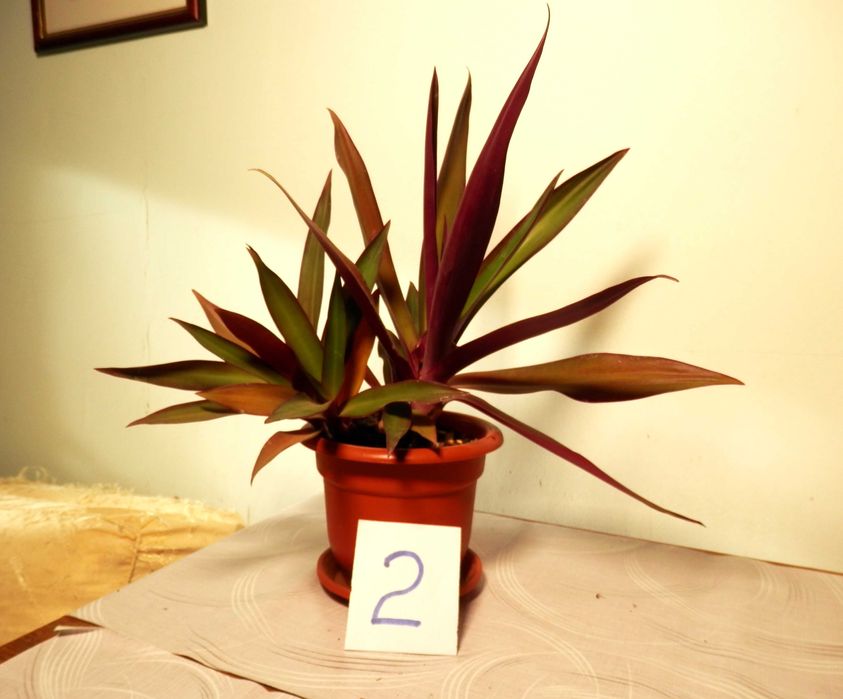 Rhoeo discolor (Bărcuța cu crini sau Bârfa babelor)