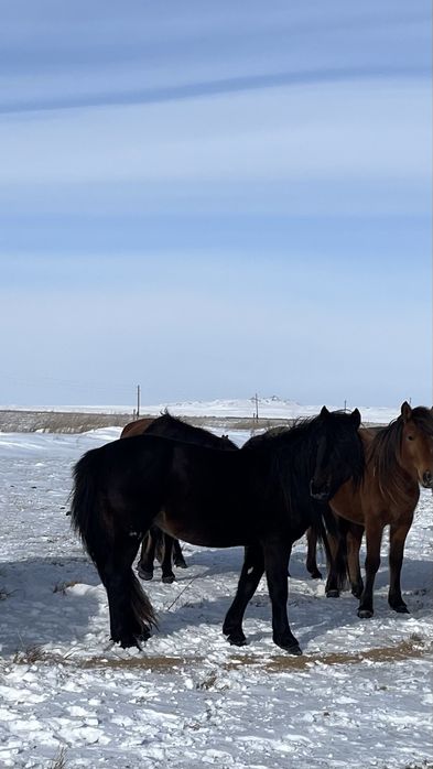 продается жеребец 8 лет казах